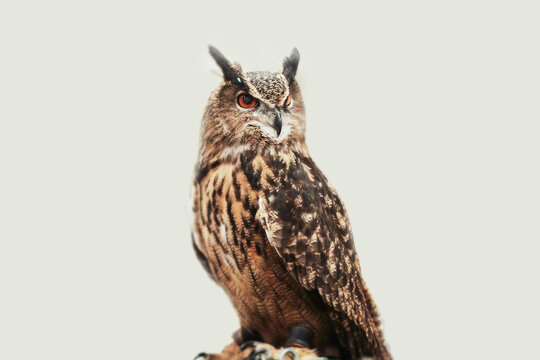 Owl against white background