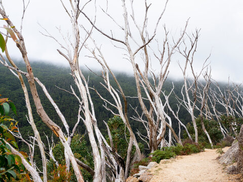 Row of bare treetops alongside path above rural valley, Wilson's Promontory National Park, Victoria, Australia