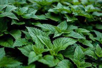 green nettle