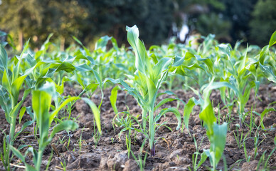 Corn fields from nature background. Zea mays