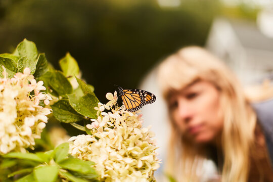 Monarch butterfly perched on flower, woman in background