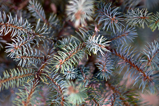 bluish leaves and branches of a blue spruce in a park or garden