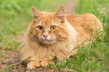 Naklejka na ściany i meble Beautiful fluffy red orange cat with attentive smart look lie in green grass outdoors in garden in spring summer nature