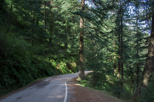 single lane road in deep cedar deodar trees forest in sunny day
