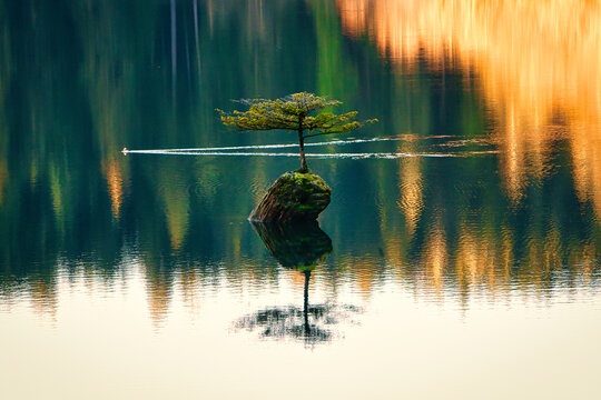 Famous Fir Bonsai - Amazing Lonely Fir Bonsai reflection in the morning, Fairy Lake. Port Renfrew.