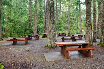 Picnic site with many benches under grand fir trees 