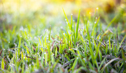 Soft focus Green grass with sunlight from a field nature background. Easter day backdrop.