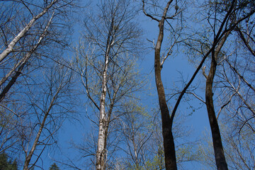 Fototapeta premium picture of poplar trees in day time