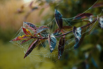spider web on leafs