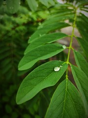 Hojas con gotas de lluvia