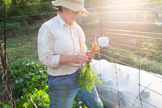 Mature female gardener with homegrown carrots in garden
