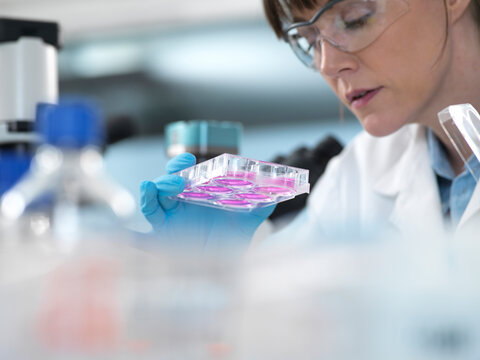 Female scientist examining cells in growth medium in multi well plate under microscope in laboratory