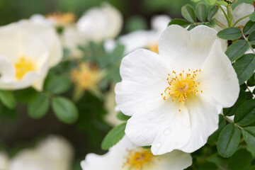 Rosa Cantabrigiensis is a wild rose and also know as a shrub rose.