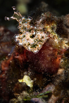 Underwater view of a sea lettuce slug, close up, Eleuthera, Bahamas