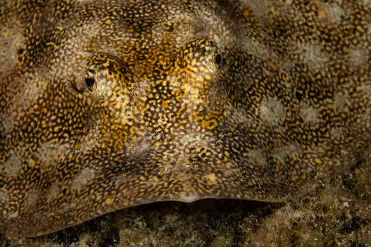 Underwater view of a yellow stingray, close up of face, Eleuthera, Bahamas