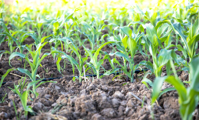 Corn fields from nature background. Zea mays
