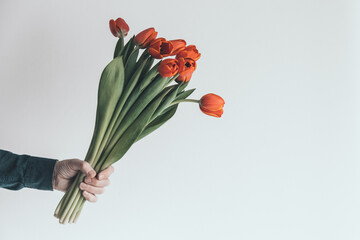 A bouquet of orange tulips in a man's hand on a light background. Congratulations on the holiday. Minimalism. Copy space