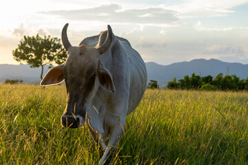 cattle in the farm pasture at the end of the day