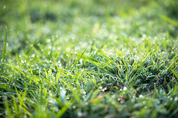 Soft focus Green grass with sunlight from a field nature background. Easter day backdrop.