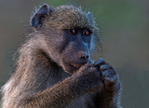 Chacma baboon, close up portrait, Kruger National park, South Africa