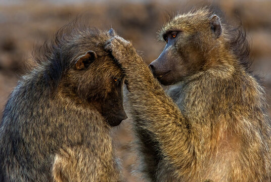 Chacma baboons grooming each other, Kruger National park, South Africa