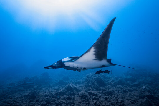 Giant Oceanic manta ray, Revillagigedo Islands, Socorro, Baja California, Mexico