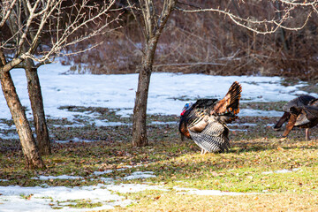Wild Wisconsin turkeys (meleagris gallopavo) in the courtship ritual in March