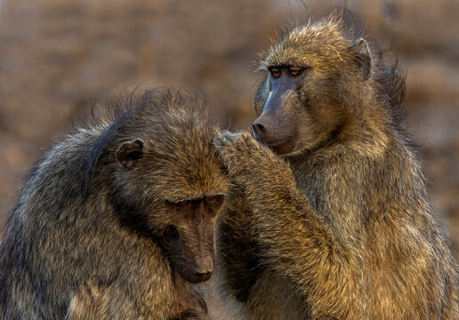 Chacma baboons grooming each other, Kruger National park, South Africa