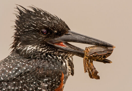 Giant kingfisher with crab in beak, side view close up, Kruger National Park, South Africa
