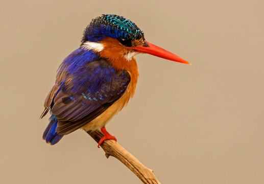 Malachite kingfisher perched on branch, side view, Kruger National Park, South Africa