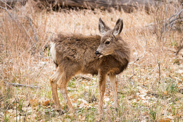 Naklejka na ściany i meble baby deer in zion national park
