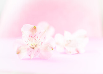 Naklejka na ściany i meble Spring pink flowers blossom on a pink background, copy space, card