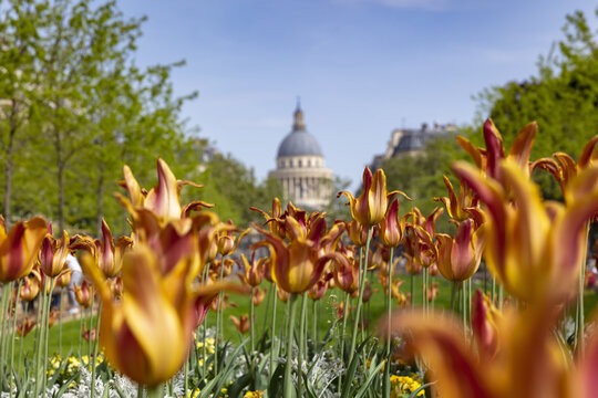 Tulips in Jardin du Luxembourg, Pantheon in background, Paris, France