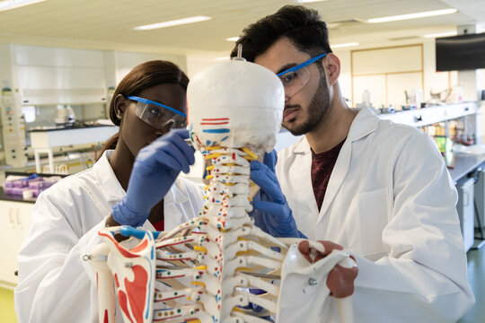 Young female and male scientists examining model skeleton in laboratory