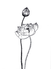 lotus hand drawn illustration,art design