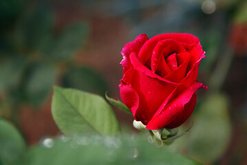 red rose bud and green leaves with dew drops in a green and brown backdrop