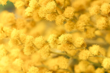 Mimosa flowers macro Yellow spring flowers background