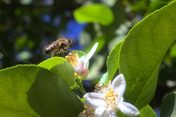abeja buscando polen o polinizando flor de limon o limonero, fondo bokeh soñador brillo glow