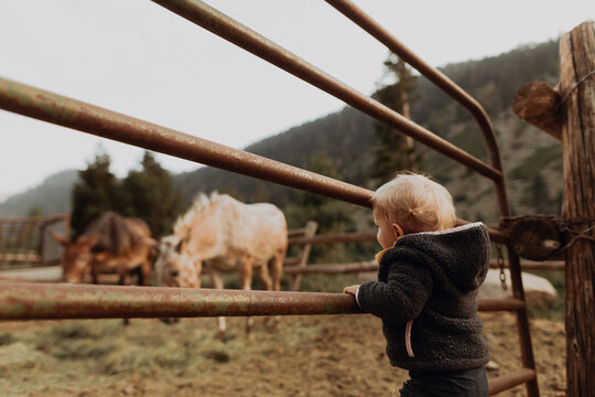 Female toddler looking at horses in paddock, Mineral King, California, USA