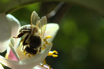 abeja buscando polen o polinizando flor de limon o limonero, fondo bokeh soñador brillo glow