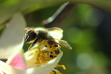 abeja buscando polen o polinizando flor de limon o limonero, fondo bokeh soñador brillo glow