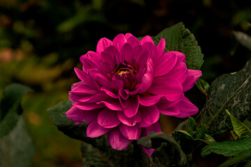 pink and yellow dahlia