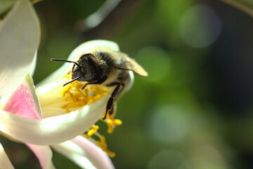 abeja buscando polen o polinizando flor de limon o limonero, fondo bokeh soñador brillo glow