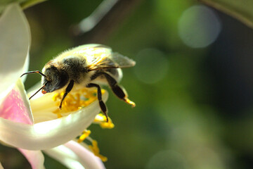 abeja buscando polen o polinizando flor de limon o limonero, fondo bokeh soñador brillo glow