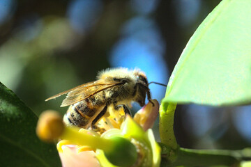abeja buscando polen o polinizando flor de limon o limonero, fondo bokeh soñador brillo glow