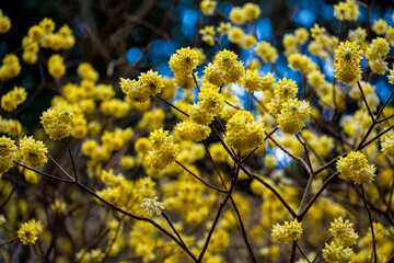国見のミツマタ