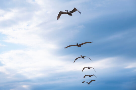 Small group of seabirds flying in in a row across sky, low angle side view
