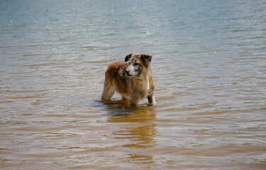 Vista de um cachorro a beira da margem da represa tomando banho.