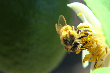 abeja buscando polen o polinizando flor de limon o limonero, fondo bokeh soñador brillo glow