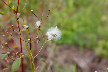 White caliandra flower in the field